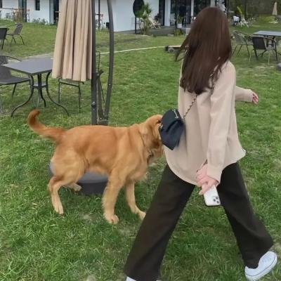 长安秘闻录之聂隐娘